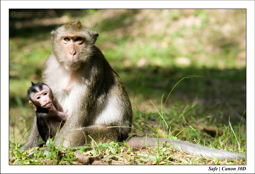 2006 - 07 - Temple angkor - Singes 10